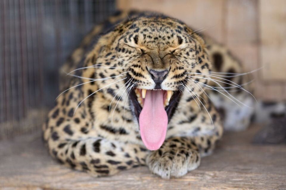    Животные в Барнаульском зоопарке. Источник: Барнаульский зоопарк