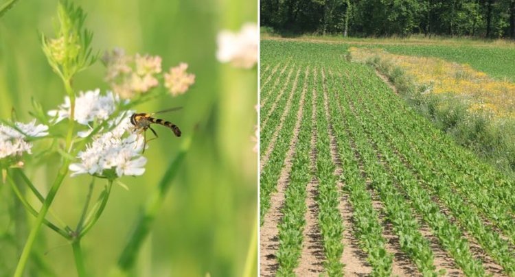    Фото: Angela Studer, Agroscope