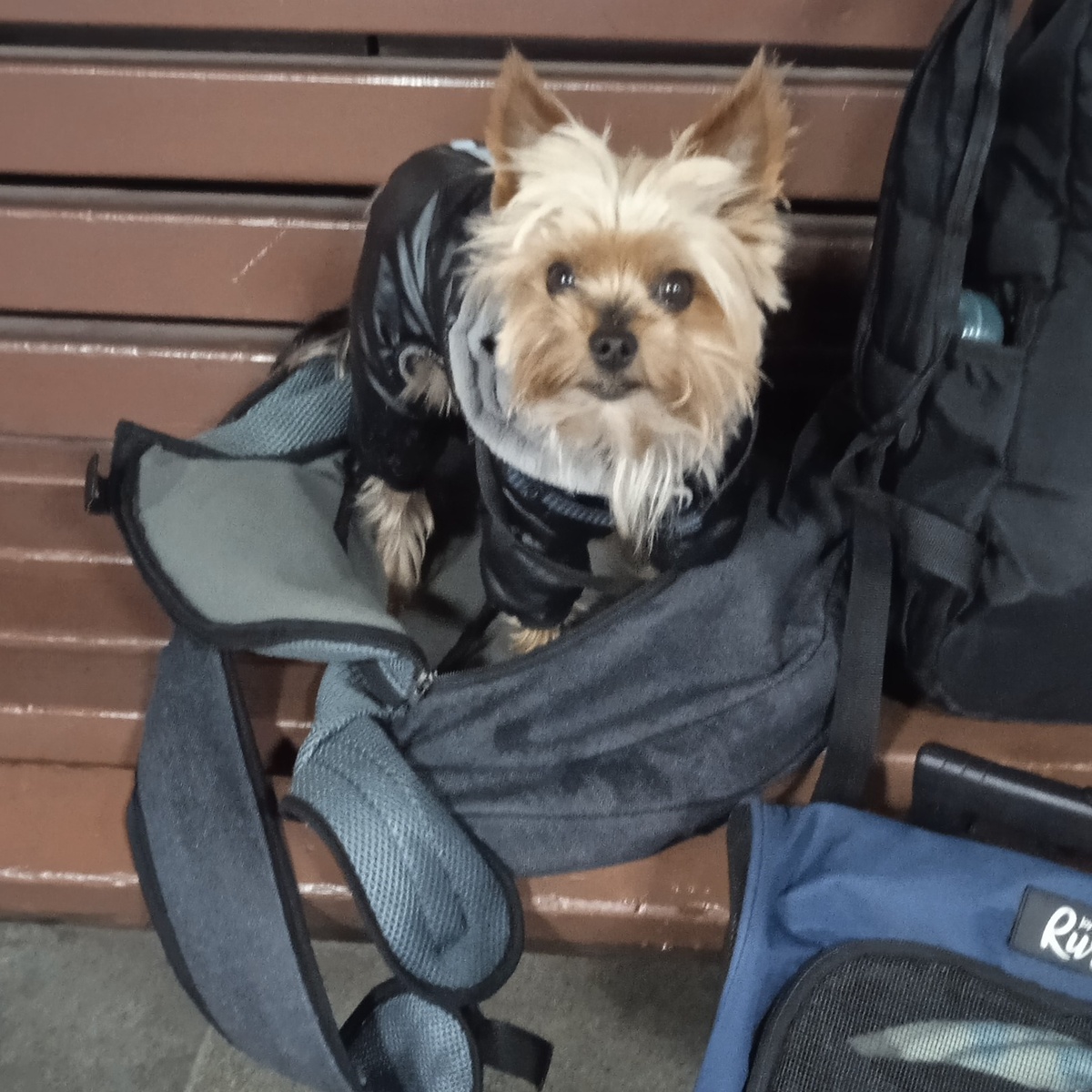 Надёжная сумка-переноска