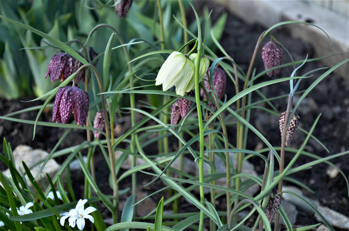 Рябчик шахматный