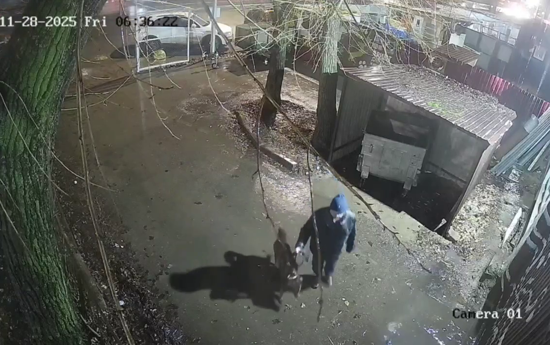    На кадрах видно, как мужчина в капюшоне ведет на поводке собаку, привязывает ее около входа в приют и убегает