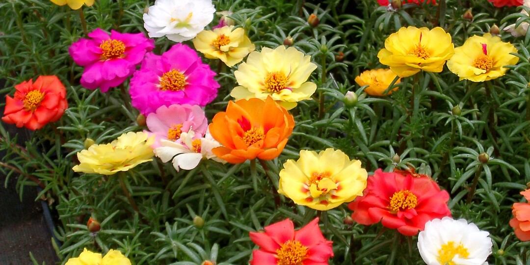 Сам себя сеет: долгоиграющий цветник, не требующий ухода