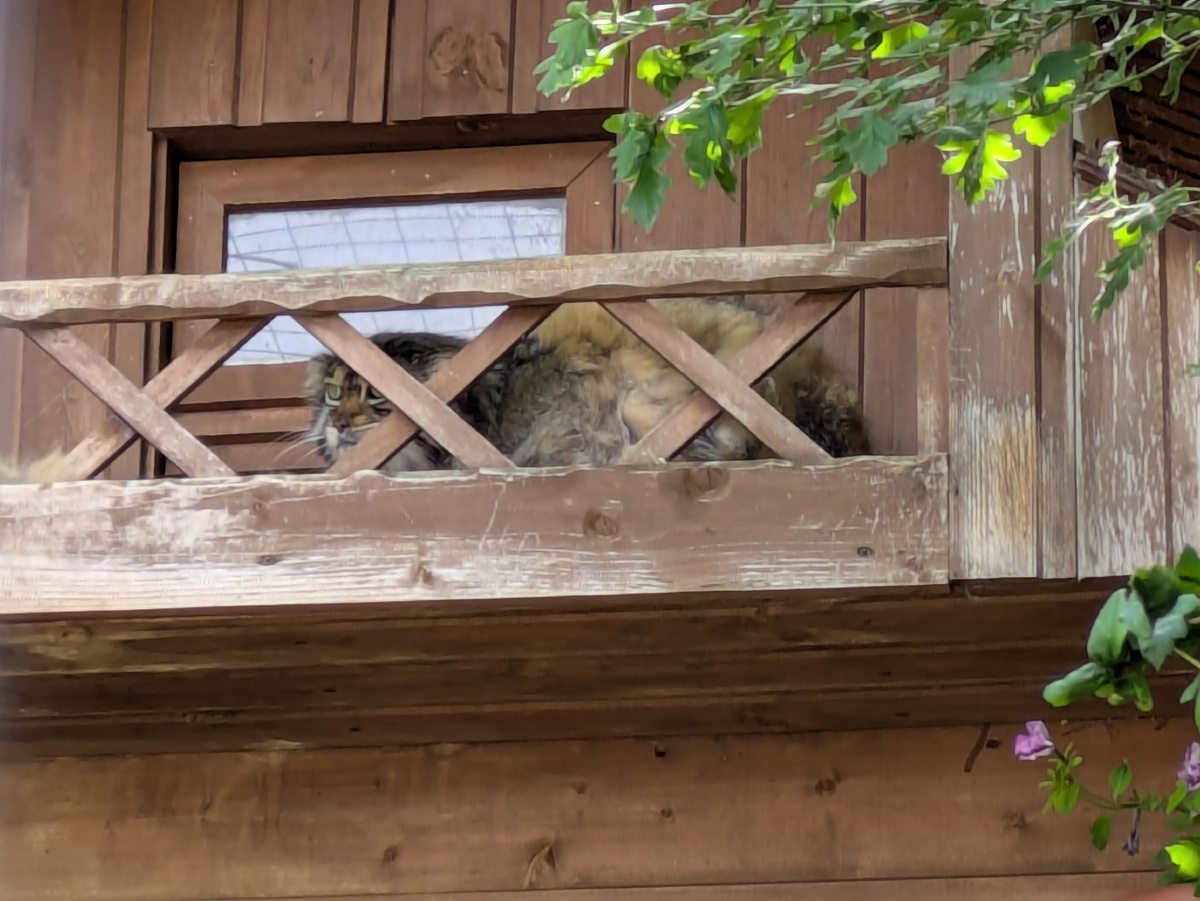 Алтай, живет в ижевском зоопарке 