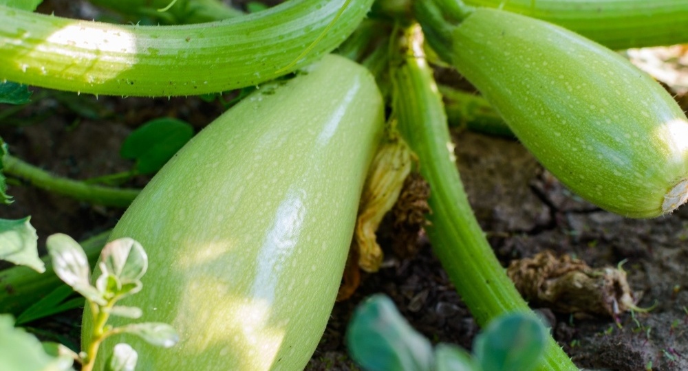 Забыл о пустых грядках с этими кабачками. 5 сортов плодоносят за 38 дней