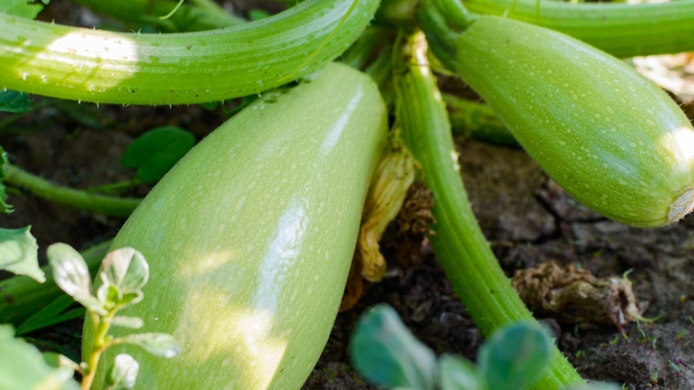 Пока соседи готовят грядки, у меня уже зреют первые плоды