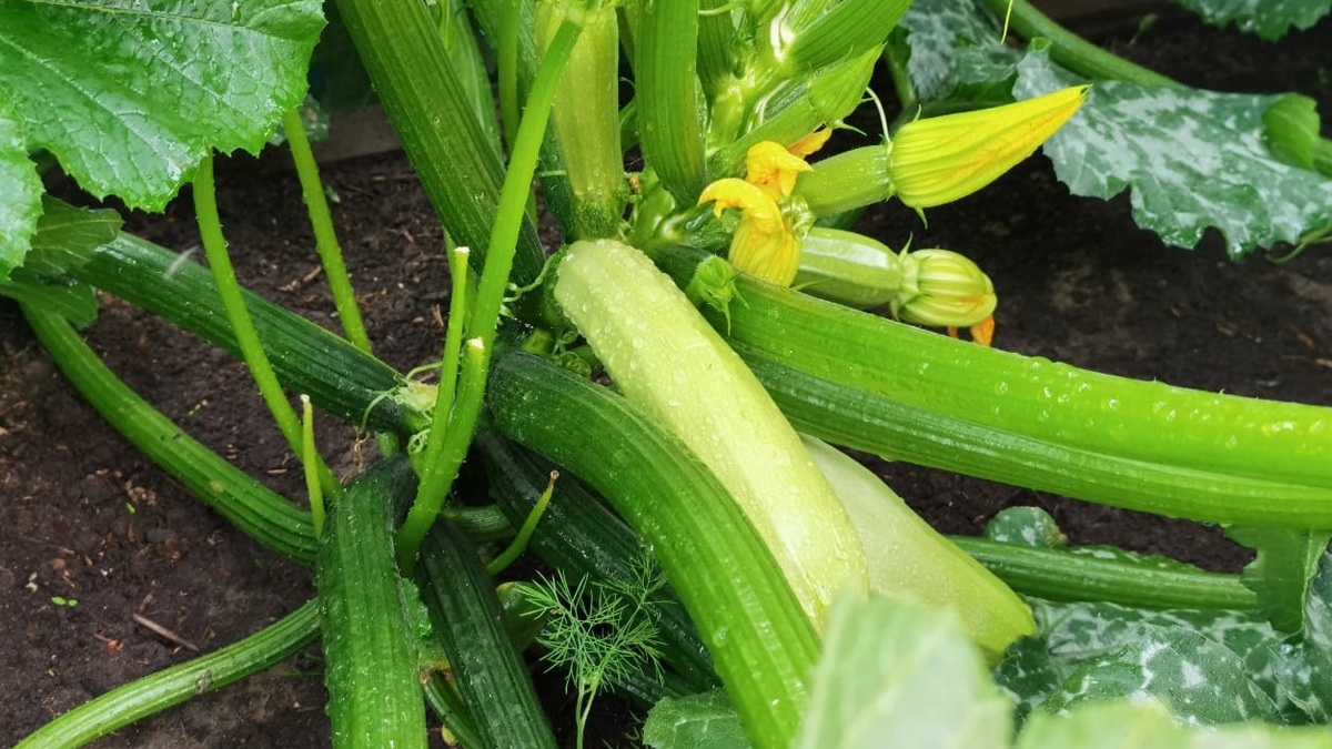 Кавили F1 - надежный гибрид для получения раннего урожая