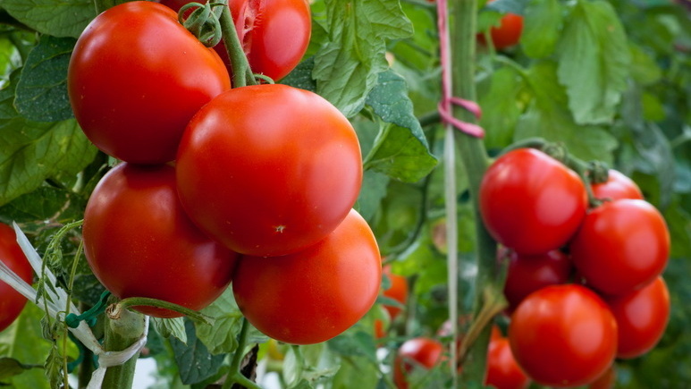 Популярные томаты против проверенных сортов - разница налицо