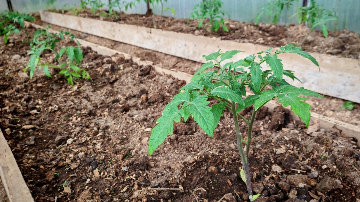 12 популярных сортов в равных условиях - честный тест