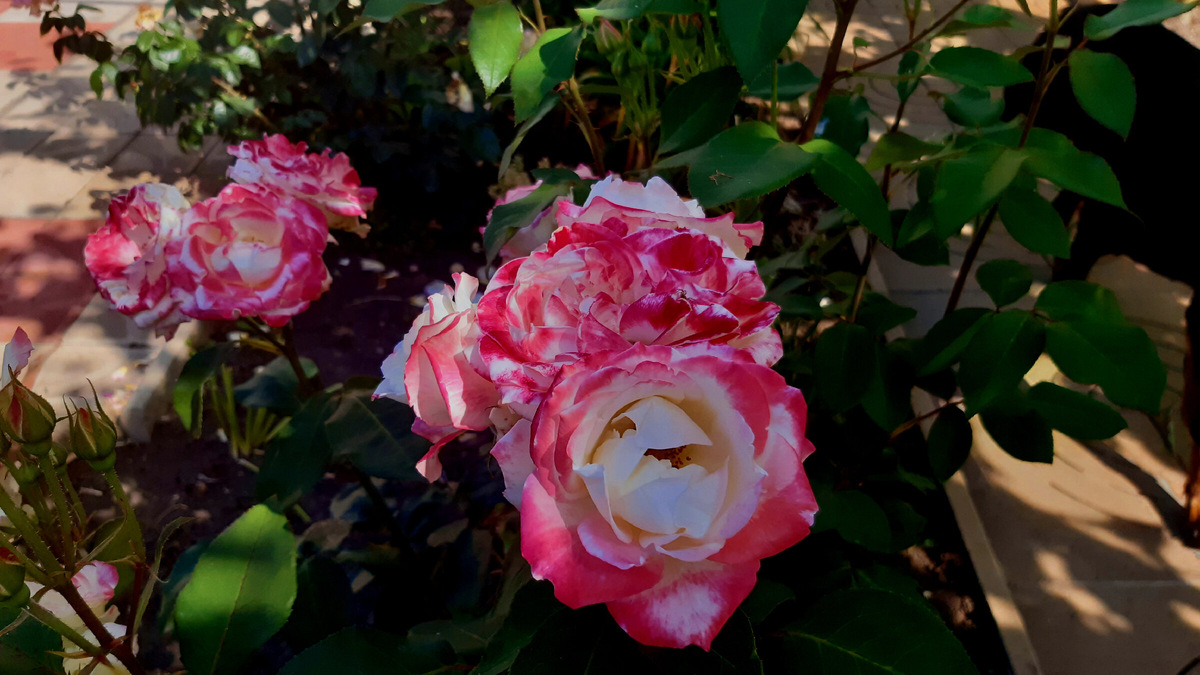 Розы из нашего сада