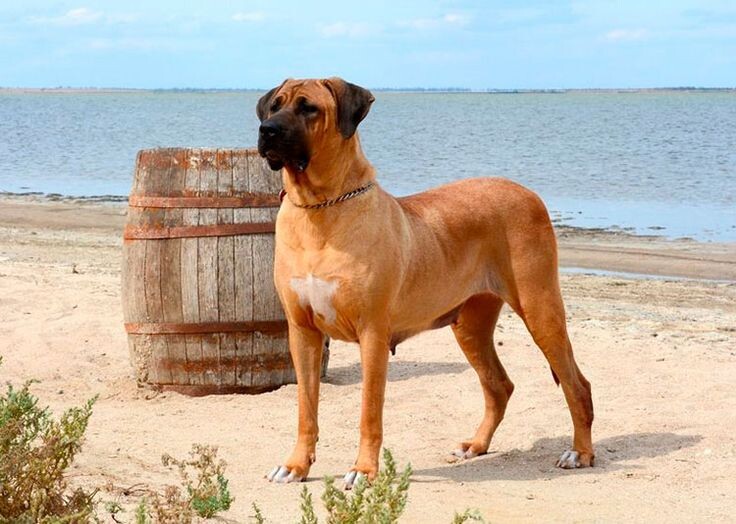 Японский тоса