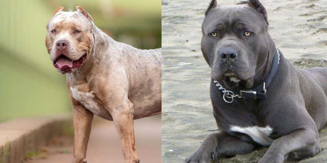 6 пород собак, которые запрещены в некоторых странах