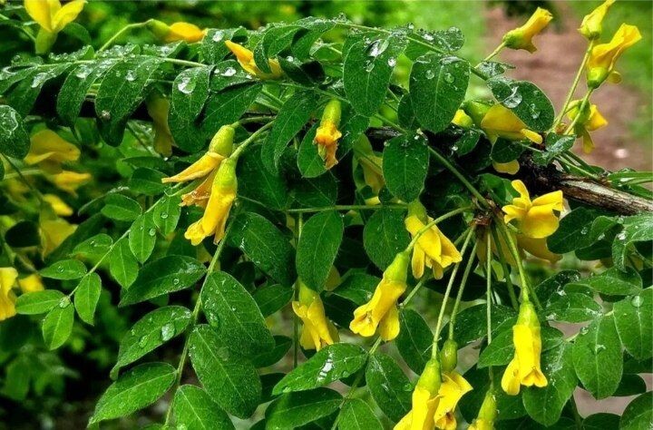 Карагана древовидная, сибирское гороховое дерево, семейство бобовых.