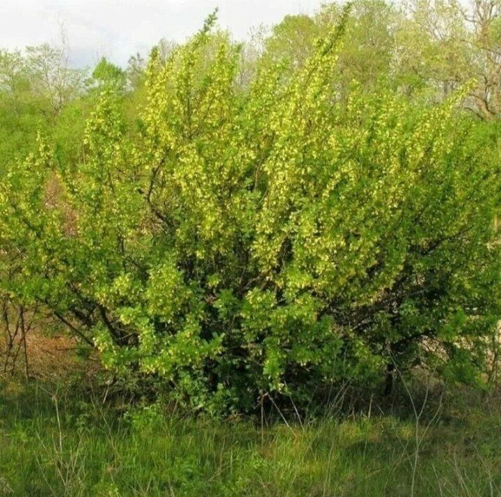 Карагана древовидная, сибирское гороховое дерево, семейство бобовых.