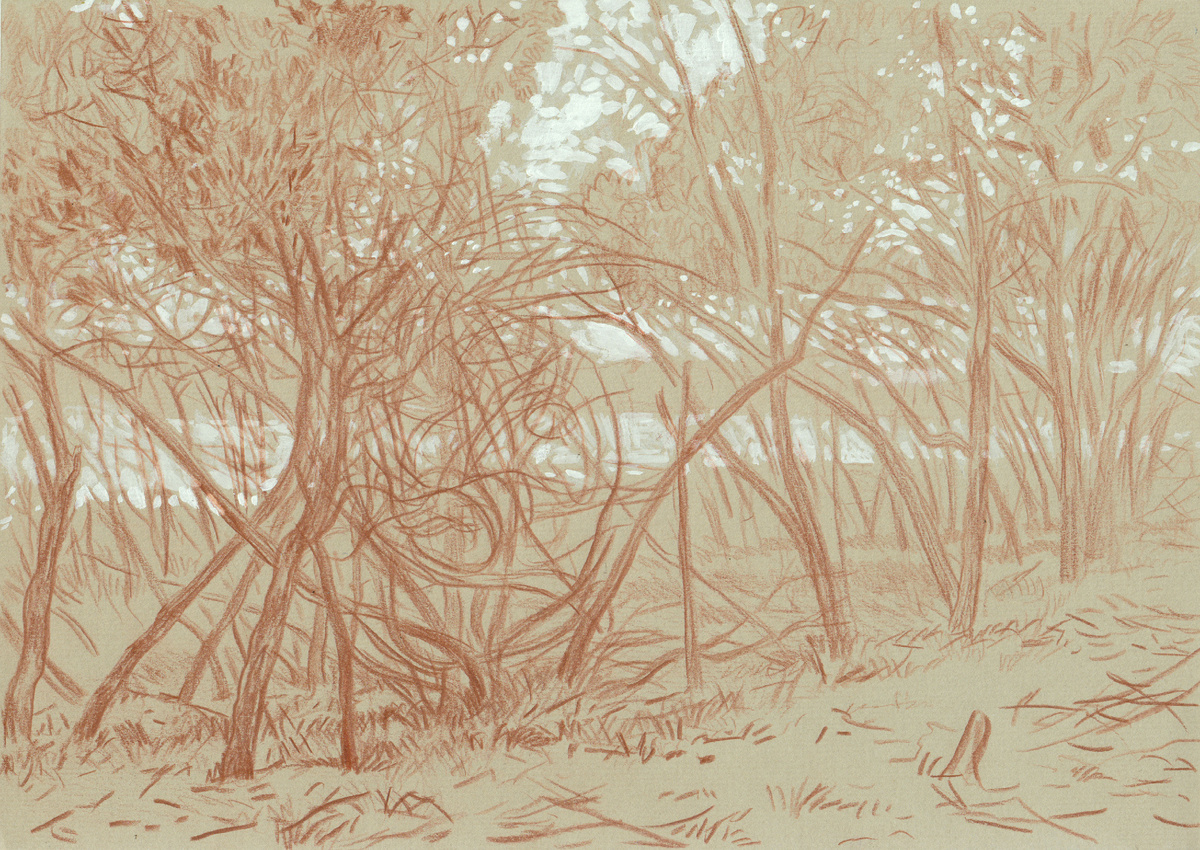 Пресняков М. А. Заросли облепихи и джуды, обвитые лианой,на берегу Иссык-Куля. 2015г., цв. бум., цв. к., бел., 21х29,6.