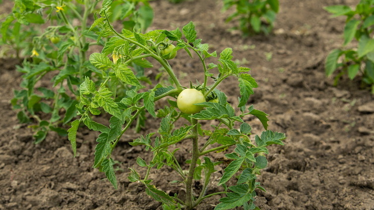 Реальность против рекламы - вот что получилось из разрекламированного сорта