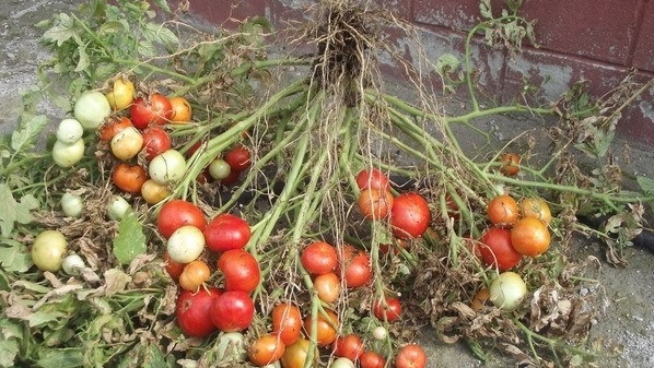 Вот что получается из 'суперсорта' за 320 рублей