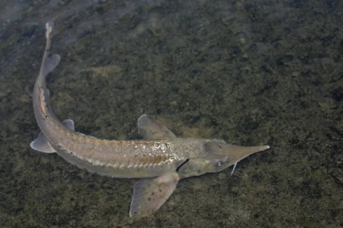    В Томской области спасли почти 2 тысячи рыб из брошенных сетей