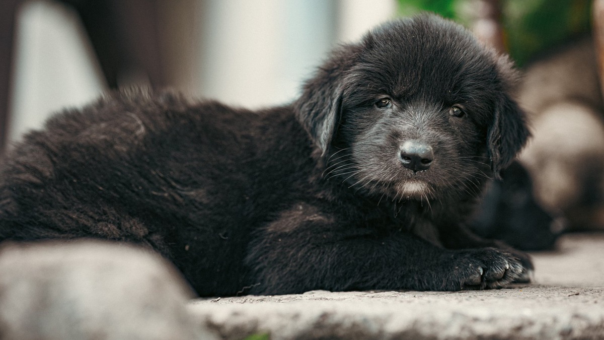    Примерно так выглядит спасенный щенок