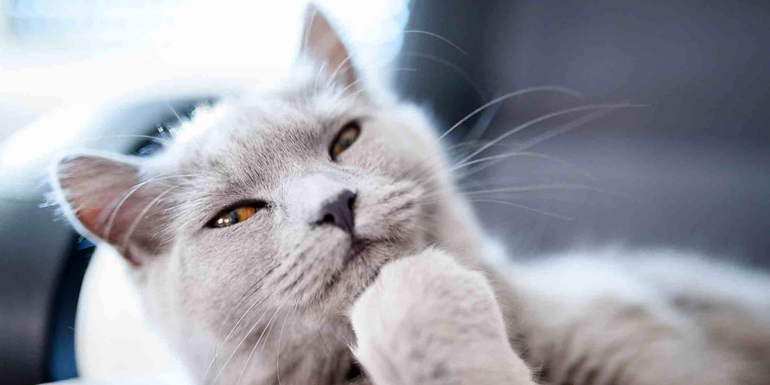 😺Потрясающие результаты исследований: что выяснили учёные об интеллекте и разуме кошек