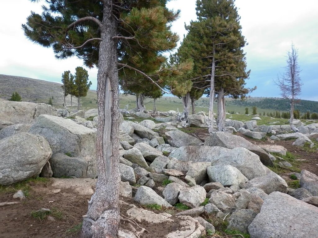 Солнечные ожоги у сосны кедровой. Теректинский хребет, Горный Алтай.