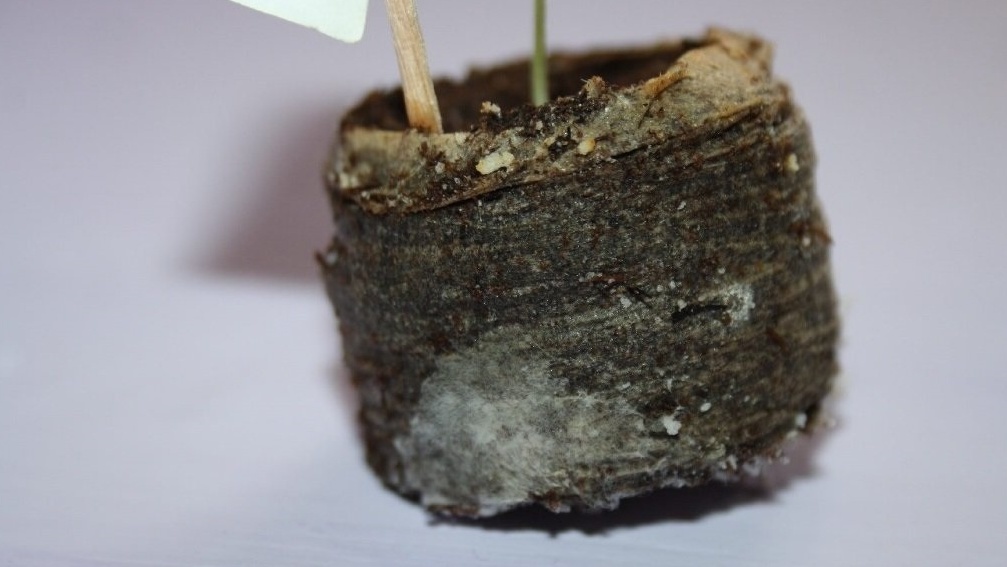 Дорогая тара не гарантирует успех