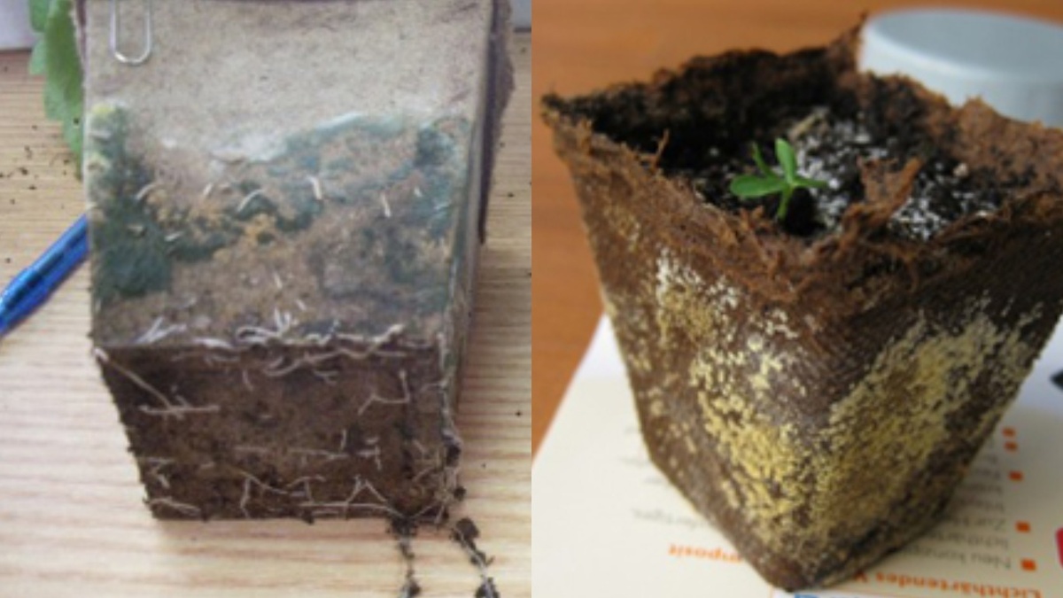 Корням тесно в торфяном стаканчике