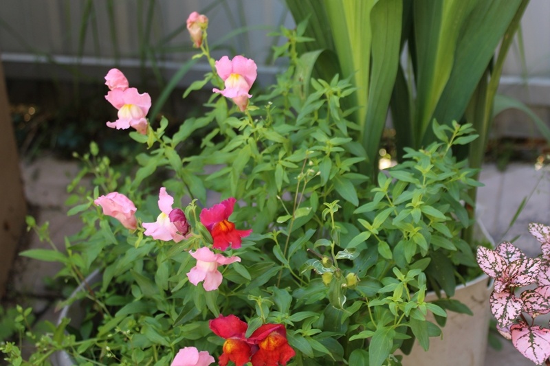 Так выглядел карликовый антирринум летом