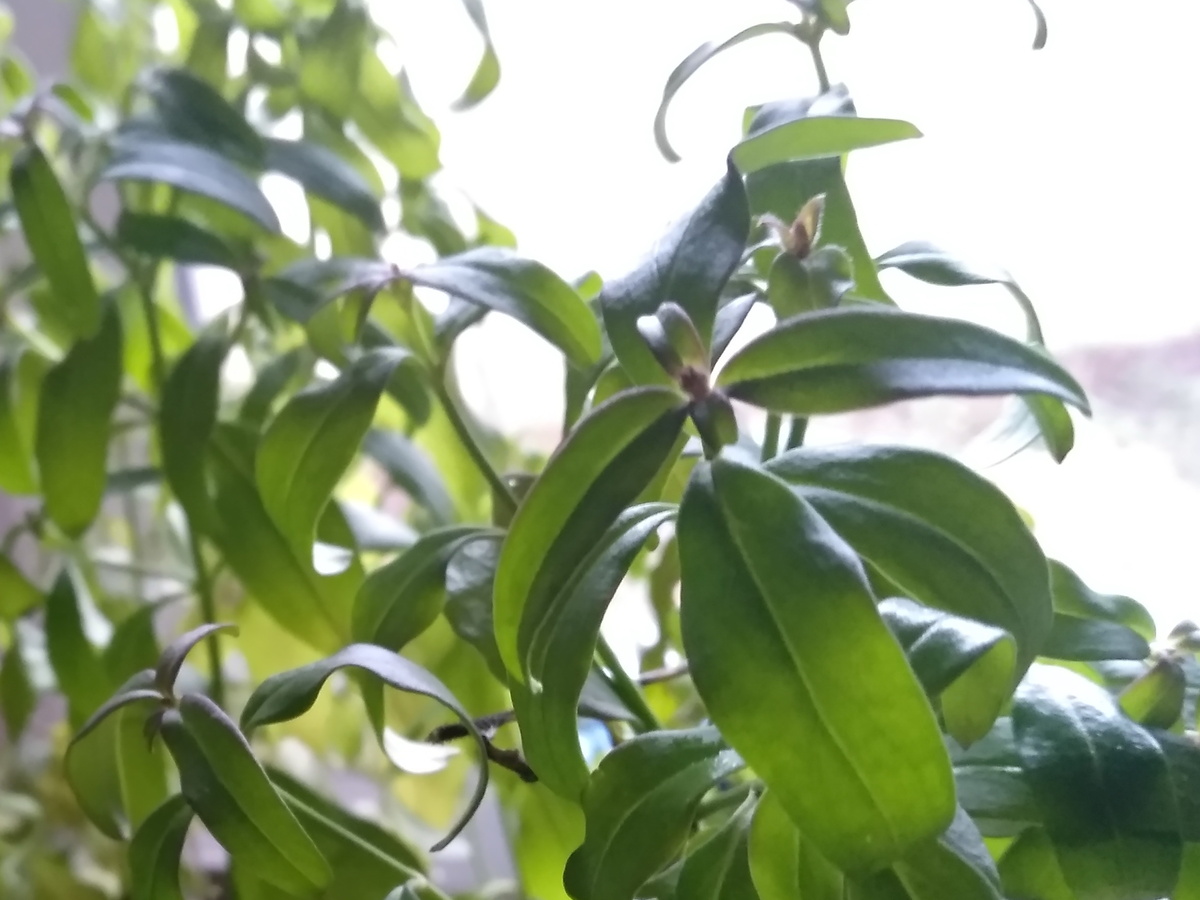 Листья и зачатки бутонов