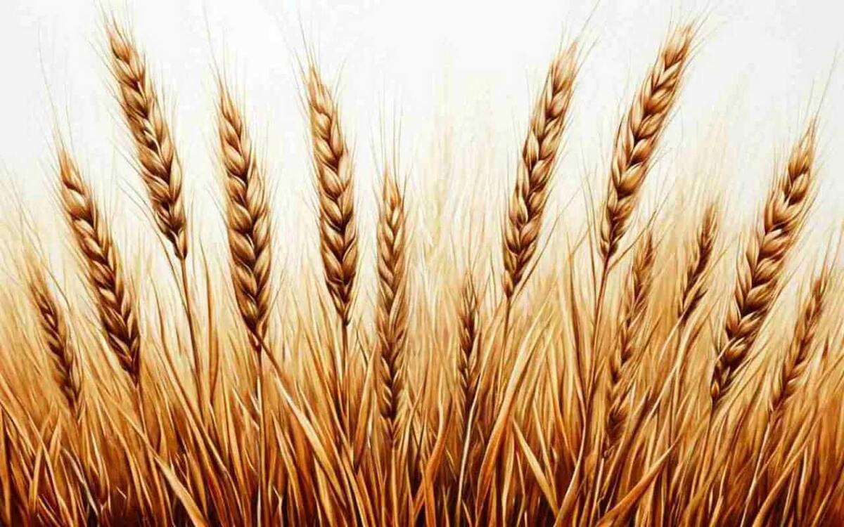    «Мираторг» планирует собрать 2,2 млн тонн зерна по итогам уборочной кампании Иллюстрация: нейросеть «Шедеврум»