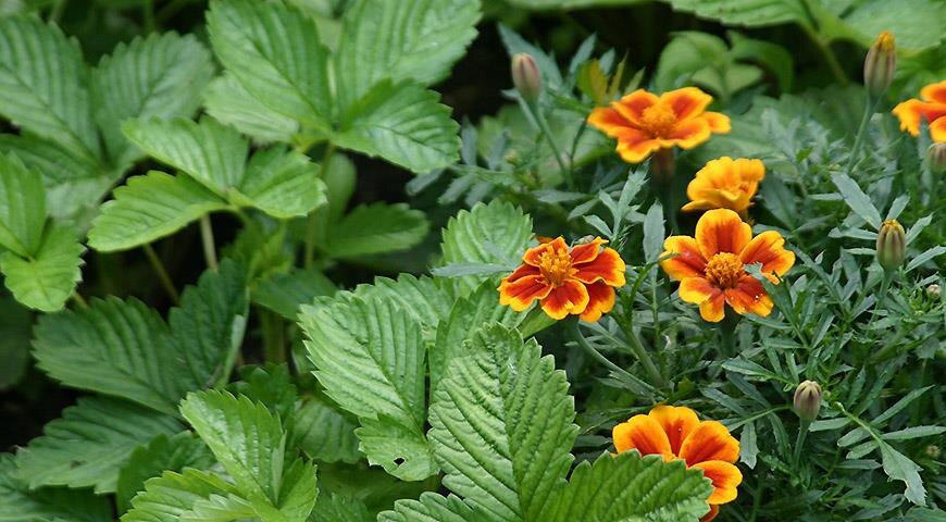 Что я сею в междурядьях клубники и на ее будущих грядках: результат профессиональный