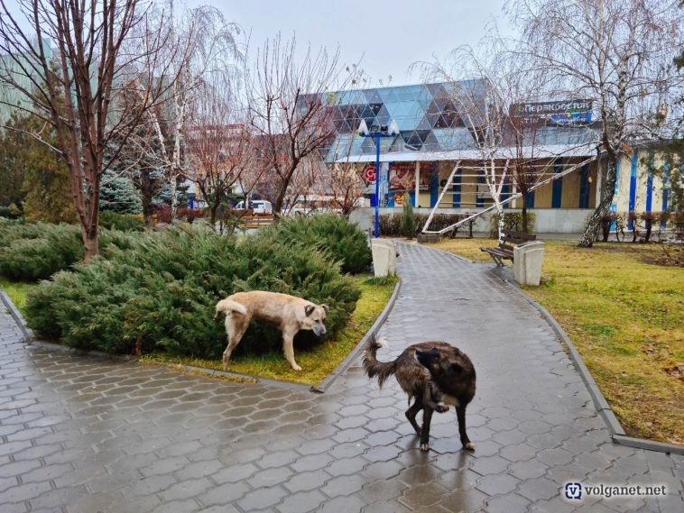 Фото: Volganet.net