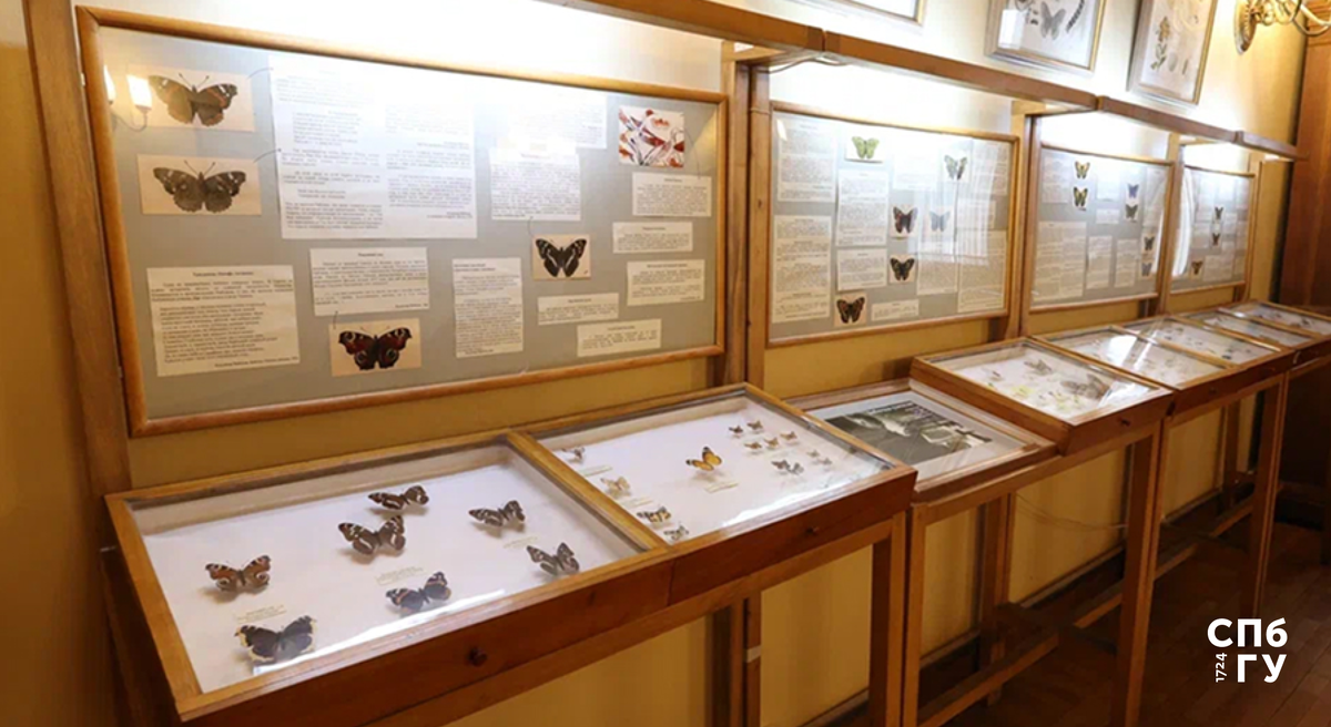 Витрина с коллекцией бабочек