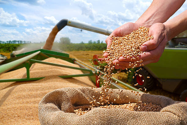 Спите спокойно: как силосное хранение защищает урожай от порчи и потерь