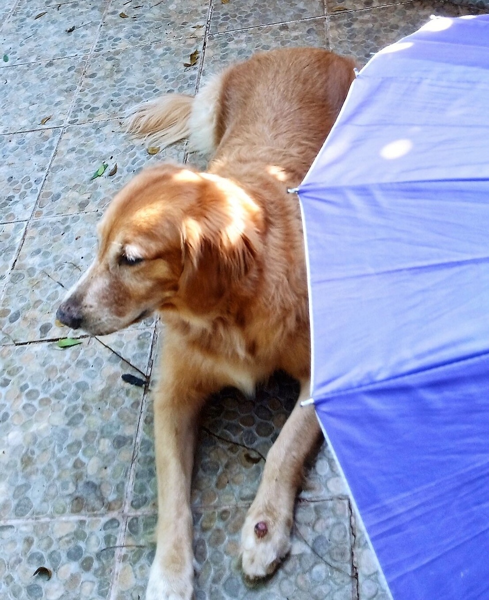 За фото Голды благодарю Любовь БОЙЦОВУ)