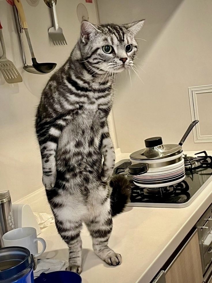 иллюстрация из яндекс картинки.