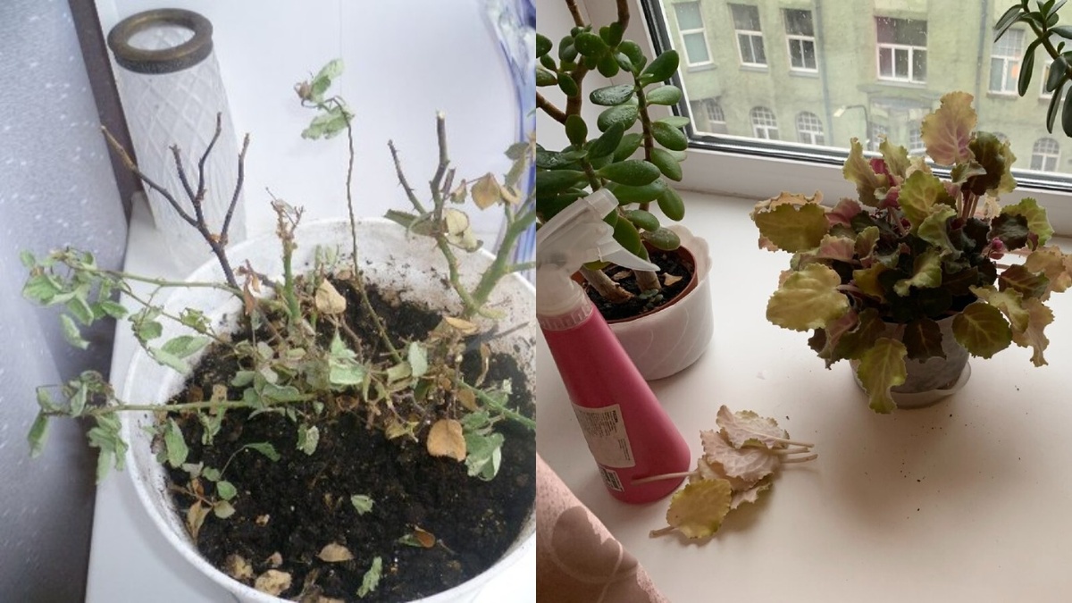 Результат попыток вырастить капризные растения в городской квартире