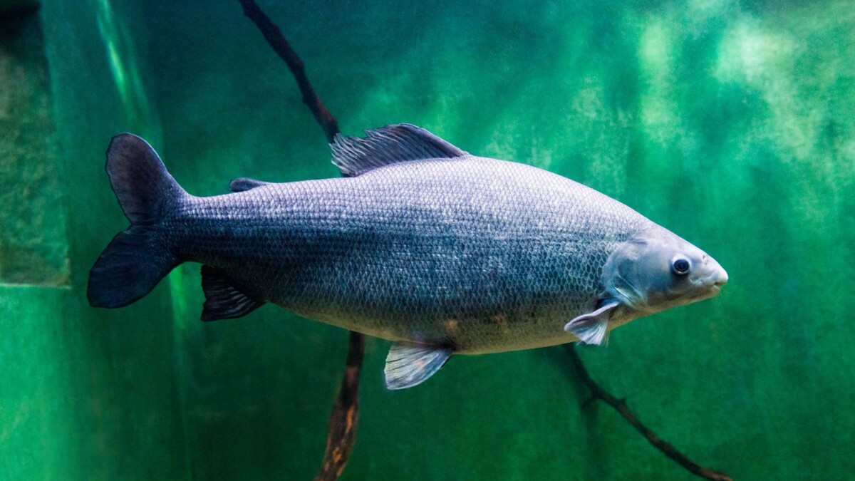    Фото: Piterek/Shutterstock/Fotodom