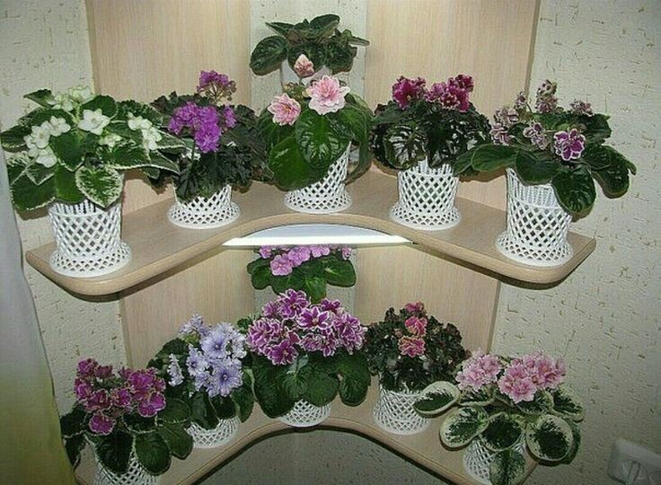 Фиалки в интерьере: как красиво разместить коллекцию (советы для новичков)