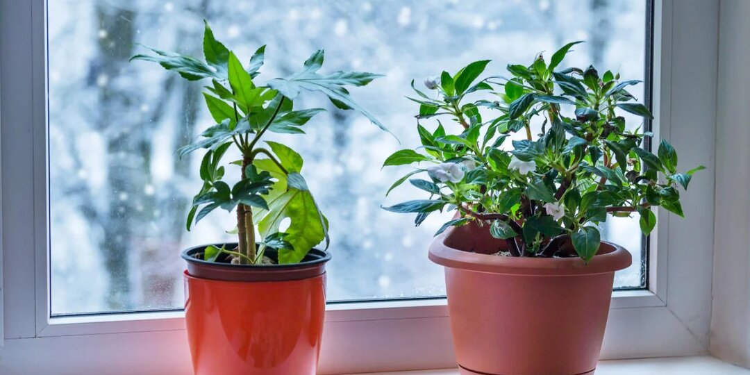 Нужно ли подкармливать зимой комнатные растения