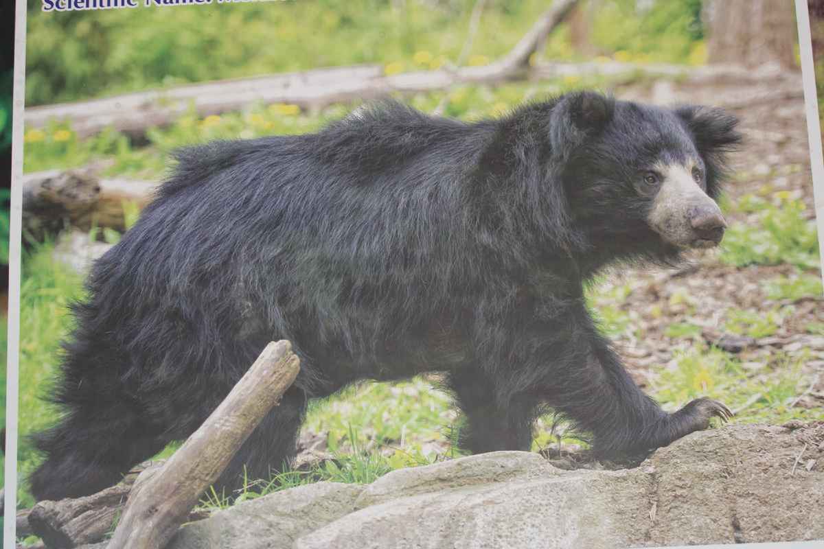 Непальский медведь