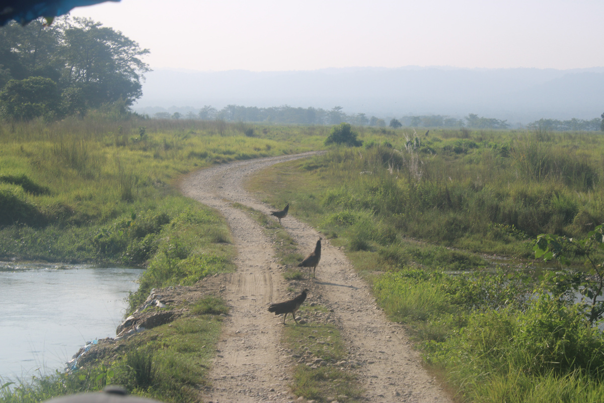 Подозрительные птицы - петухи какие-то