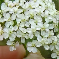 Тысячелистник