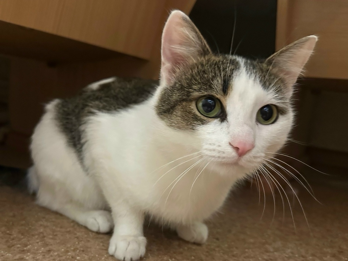 Очередная жертва предательства