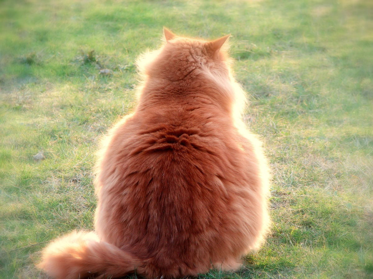 Картинки Яндекс