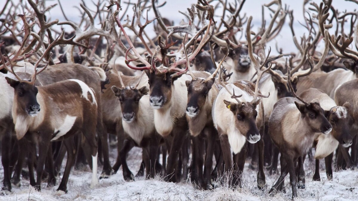   Фото: Андрей Ткачев / «Ямал-Медиа»