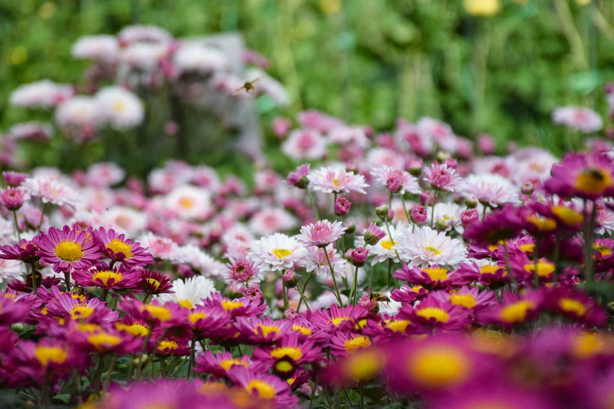 Бал хризантем в Никитском ботаническом саду // Туристический портал Республики Крым, Светлана Мальцева