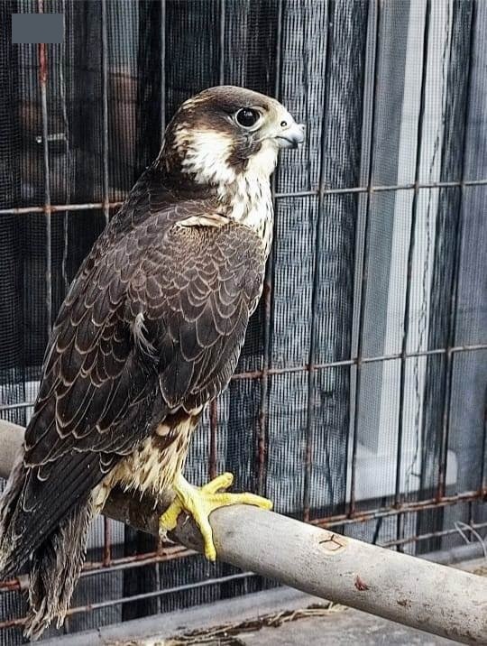     Жительница Канска пыталась продать краснокнижную птицу и ее собратьев