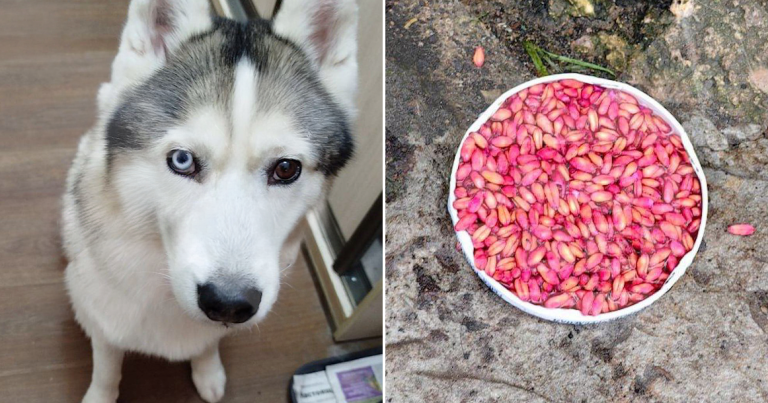 В Тушино завелись догхантеры: умер хаски Симба