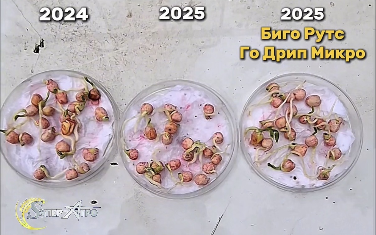 Опыт на прорастание семян гороха с Го Дрип микро и Биго Рутс