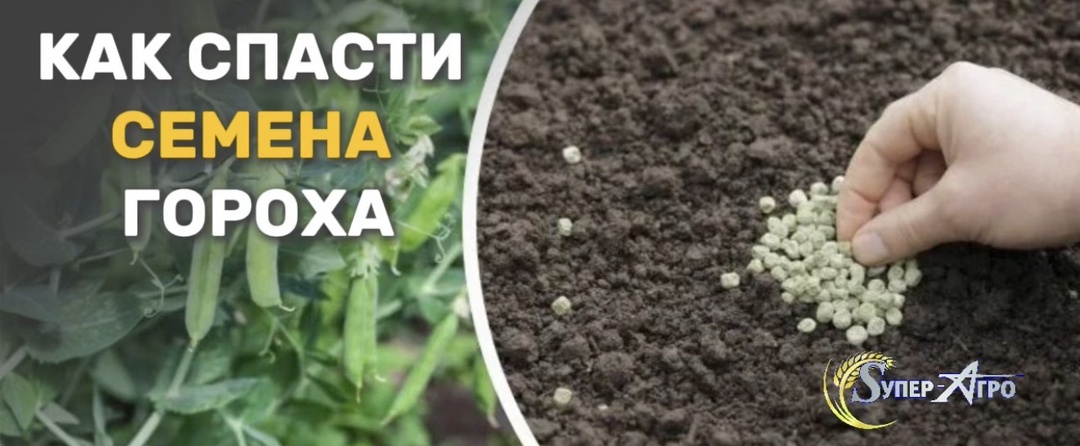 Как спасти семена гороха 🫛
